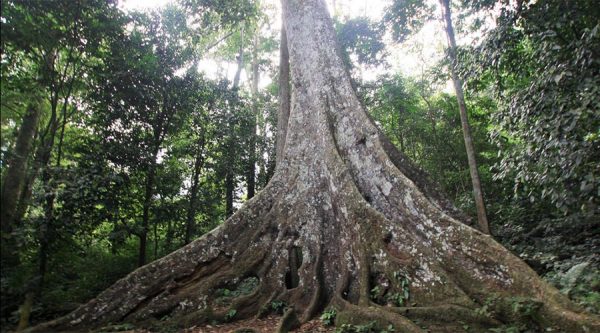 Cuc Phuong big tree