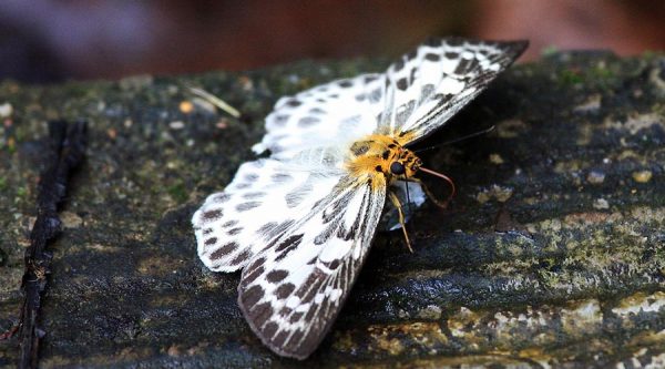 Cuc Phuong butterflies