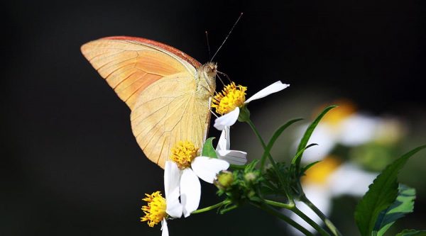 Cuc Phuong butterfly