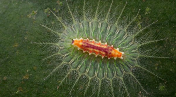 Cuc Phuong caterpillar