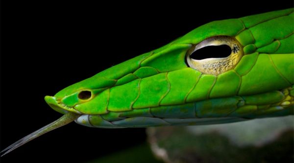 Cuc Phuong green vine snake