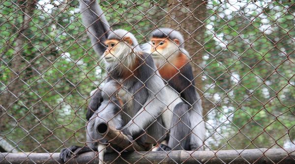 endangered primate rescue centre in Cuc Phuong National Park