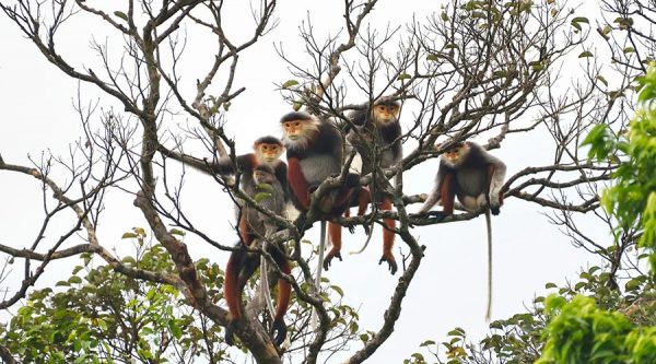Monkeys Son Tra - Da Nang