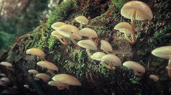 mushrooms in Bidoup National Park