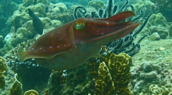 squid diving Nha Trang