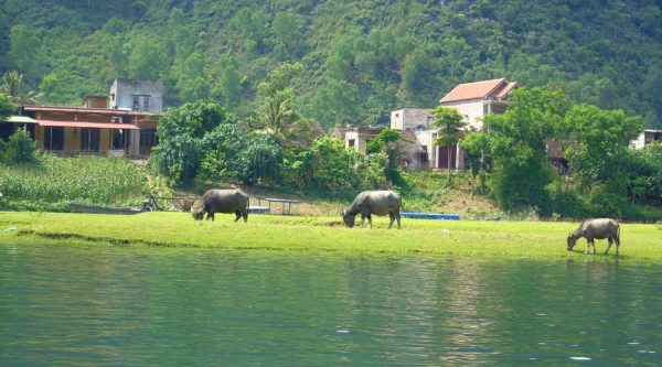 water buffalo Phong Nha cave